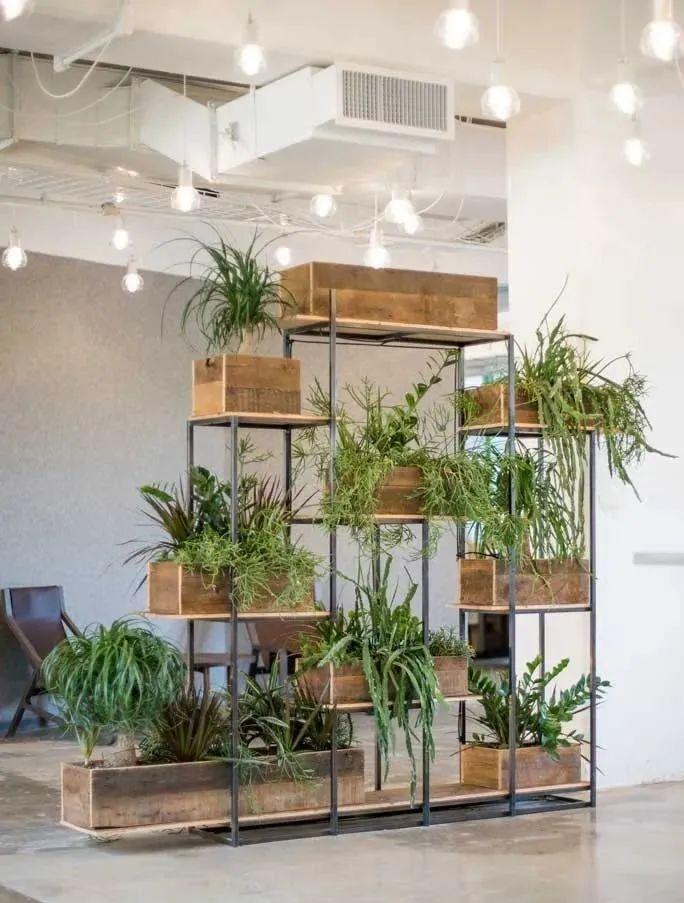 客廳綠植放什么好_客廳 綠植_客廳綠植什么最好養(yǎng)