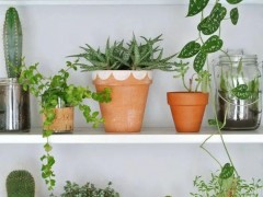 客廳布置盆栽綠植的10個創(chuàng)意，這些植物都少不了