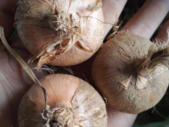 藏紅花上萬一斤，不愁銷路，農(nóng)村老漢種植5畝地年均收入6萬多元