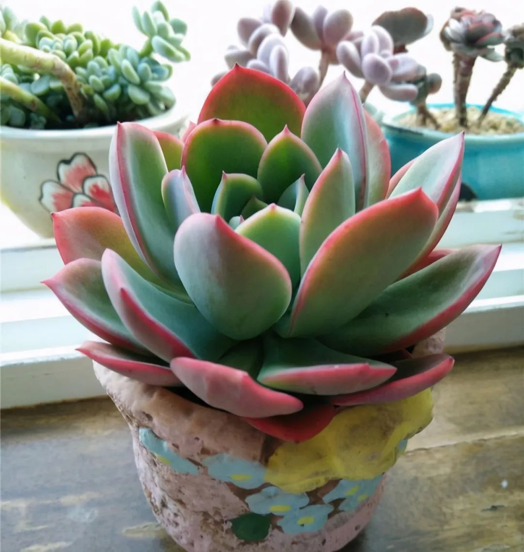 不花錢配多肉土_土配種多肉簡(jiǎn)單易養(yǎng)嗎_種多肉的土怎么配簡(jiǎn)單