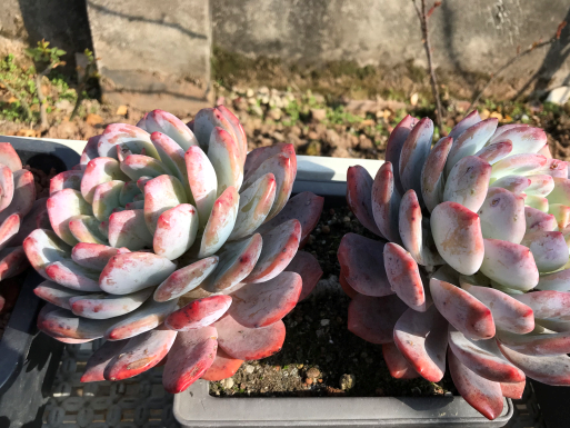 種多肉的土怎么配簡(jiǎn)單_土配種多肉簡(jiǎn)單易養(yǎng)嗎_不花錢配多肉土