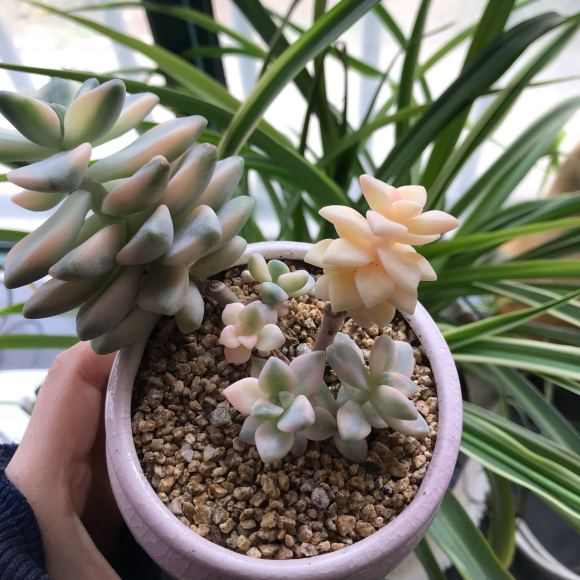 不花錢配多肉土_種多肉的土怎么配簡(jiǎn)單_土配種多肉簡(jiǎn)單易養(yǎng)嗎