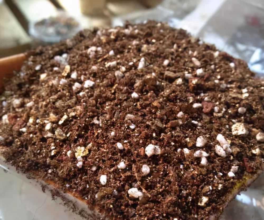 種多肉的土怎么配簡(jiǎn)單_不花錢配多肉土_土配種多肉簡(jiǎn)單易養(yǎng)嗎