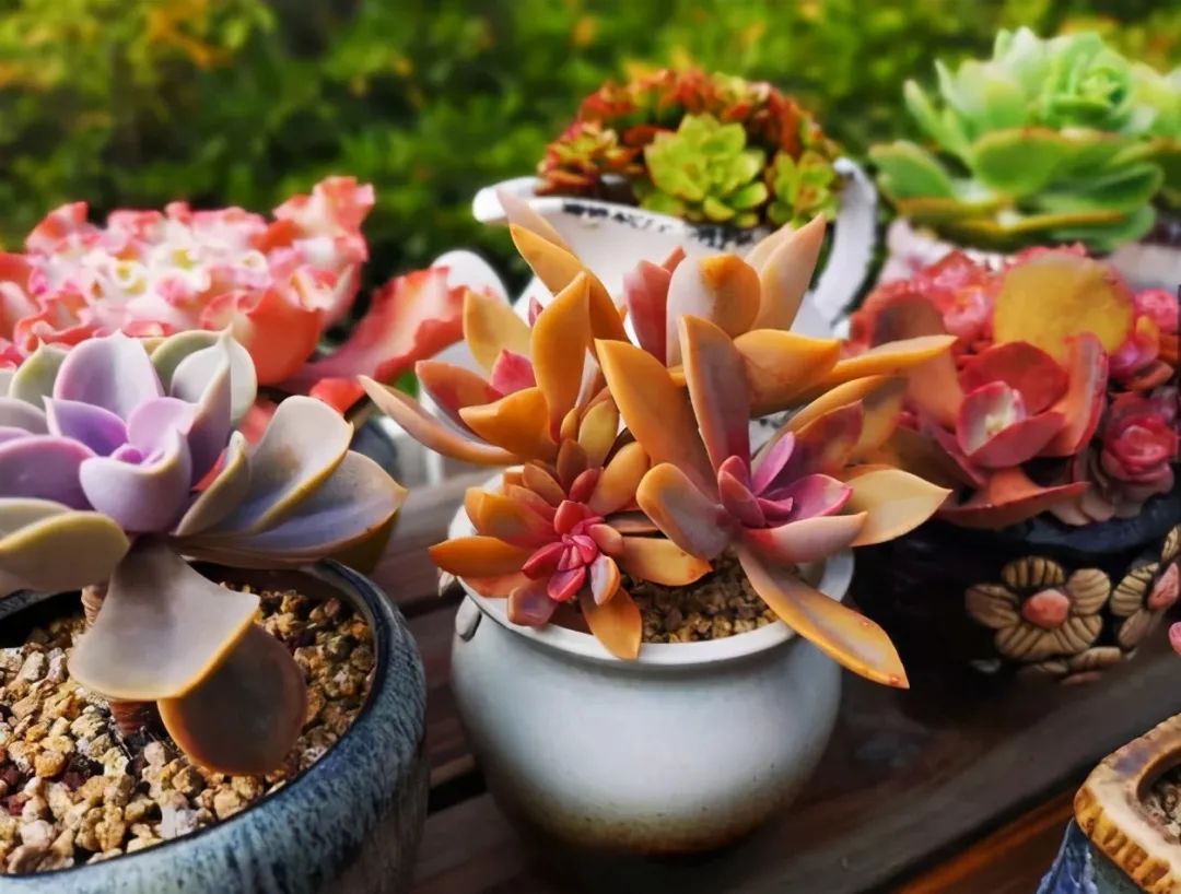 土配種多肉簡(jiǎn)單易養(yǎng)嗎_不花錢配多肉土_種多肉的土怎么配簡(jiǎn)單