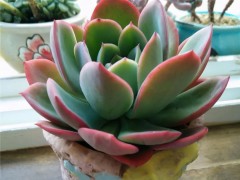 多肉喜“酸”還是喜“堿”？一個配土“小原則”，多肉個個養(yǎng)的棒