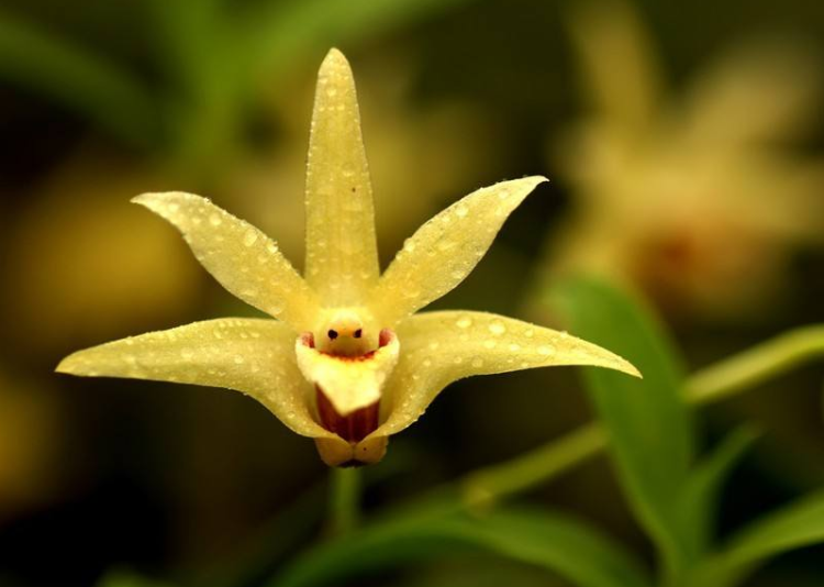 種植鐵皮石斛技術(shù)要求_鐵皮石斛種植技術(shù)_種植鐵皮石斛技術(shù)要點(diǎn)和方法