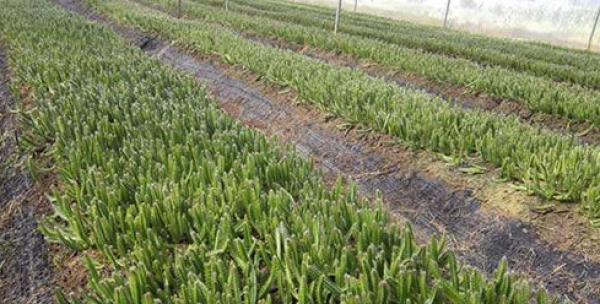 種火龍果籽怎么種植方法_火龍果籽怎么種植_種植火龍果種子