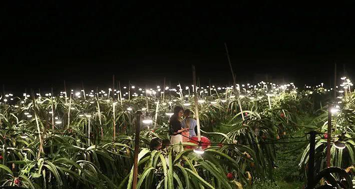 種火龍果籽怎么種植方法_火龍果籽怎么種植_種植火龍果種子