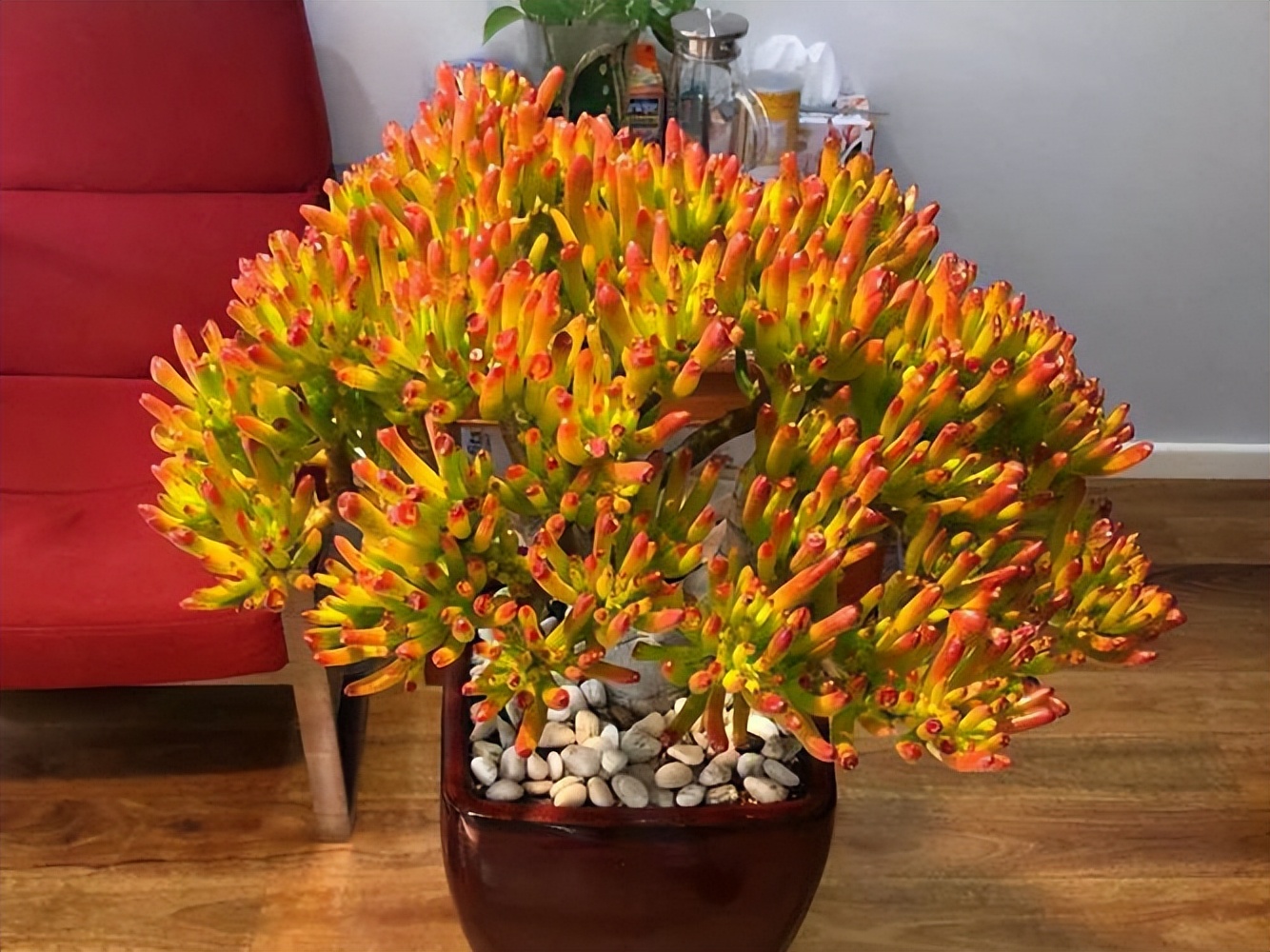 吸財(cái)樹多肉_吸財(cái)樹多肉葉子發(fā)皺_吸財(cái)樹多肉怎么養(yǎng)