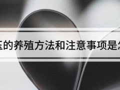 虹之玉的養(yǎng)殖方法和注意事項是怎樣的