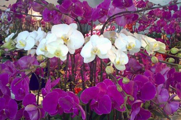 長春市綠植花卉批發(fā)市場_長春市哪里賣花卉綠植便宜_長春市最大的花卉批發(fā)市場