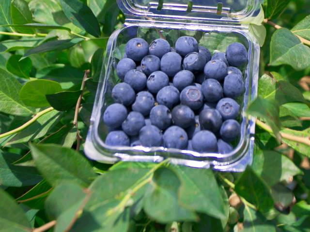 藍莓農(nóng)藥多嗎_藍莓的農(nóng)藥殘留多嗎_藍莓農(nóng)藥打的多嗎