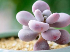 多肉植物的養(yǎng)殖方法和注意事項 多肉植物的養(yǎng)殖方法和注意事項有哪些