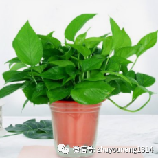 辦公室內(nèi)的綠植_辦公室室內(nèi)綠植_辦公室室內(nèi)綠植布置