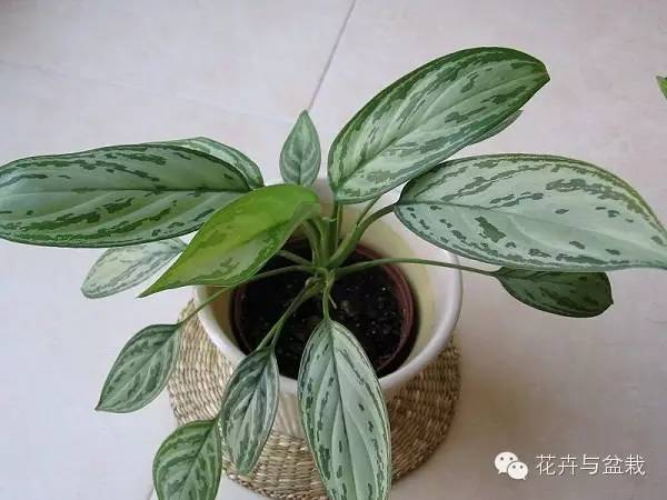 常用室內(nèi)綠植品種_室內(nèi)常用綠植_常用室內(nèi)綠植有哪些