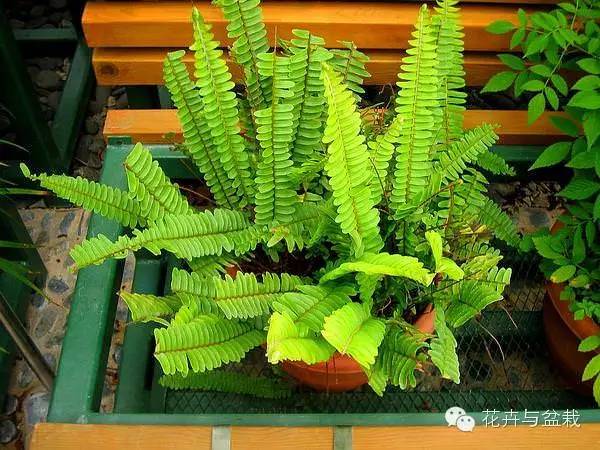 常用室內(nèi)綠植品種_室內(nèi)常用綠植_常用室內(nèi)綠植有哪些