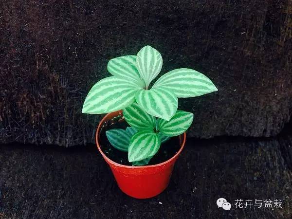 室內(nèi)常用綠植_常用室內(nèi)綠植品種_常用室內(nèi)綠植有哪些