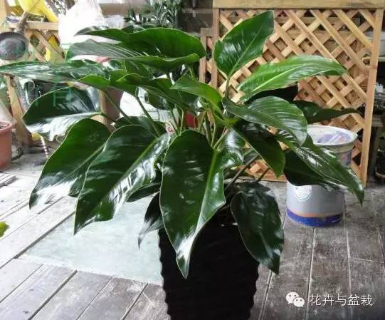 常用室內(nèi)綠植有哪些_常用室內(nèi)綠植品種_室內(nèi)常用綠植