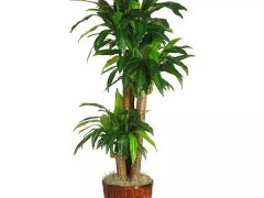 14種室內(nèi)最好養(yǎng)的植物，再也不怕變成植物殺手了！