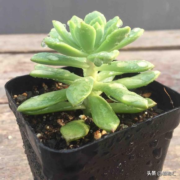 多肉植物馬庫斯怎么養(yǎng)_養(yǎng)馬庫斯多肉好不好_馬庫斯多肉好養(yǎng)嗎