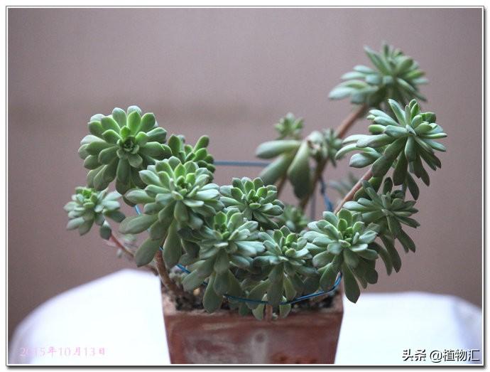 多肉植物馬庫斯怎么養(yǎng)_養(yǎng)馬庫斯多肉好不好_馬庫斯多肉好養(yǎng)嗎