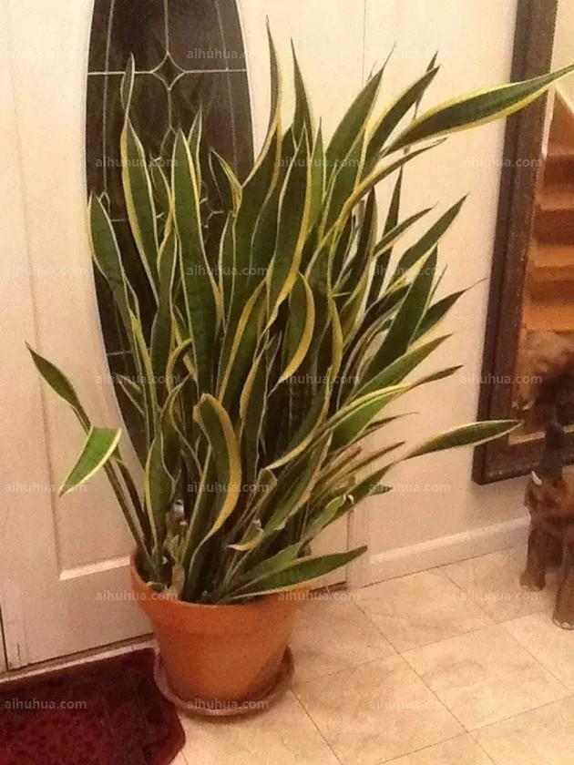 室內(nèi)綠植適合什么肥料_室內(nèi)綠植適合栽什么_適合室內(nèi)綠植