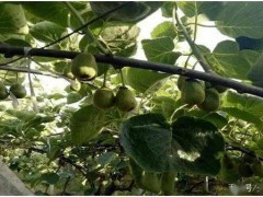 獼猴桃種植知多少，這里教給你最全的種植方法，看到即是賺到