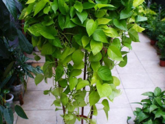 秋天養(yǎng)這8種綠植，深受花友喜愛，好養(yǎng)耐養(yǎng)，花期長開花多