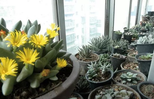 適合在室內(nèi)養(yǎng)的多肉植物_室內(nèi)養(yǎng)植物多肉適合什么土壤_室內(nèi)養(yǎng)植物多肉適合什么花盆