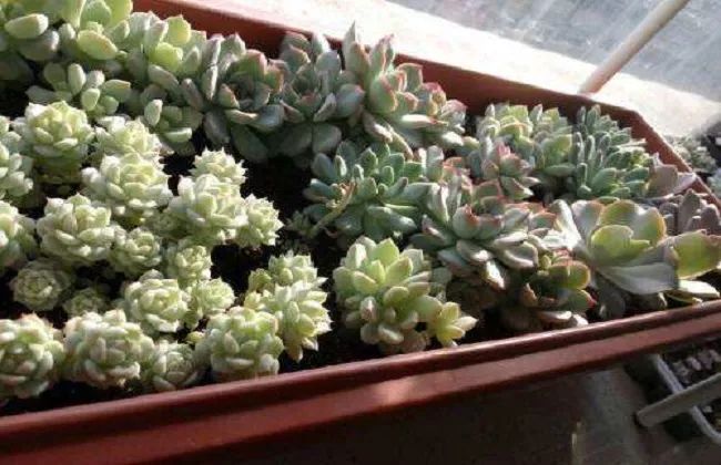 室內(nèi)養(yǎng)植物多肉適合什么花盆_適合在室內(nèi)養(yǎng)的多肉植物_室內(nèi)養(yǎng)植物多肉適合什么土壤