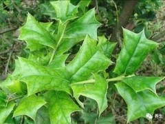 農(nóng)村一種鳥兒都不敢站上去的小灌木，卻有很多藥用價(jià)值，大家來認(rèn)識(shí)一下