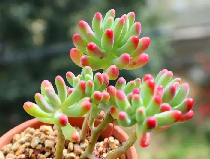 多肉長出氣生根_多肉植物生根_多肉長氣生根是什么原因