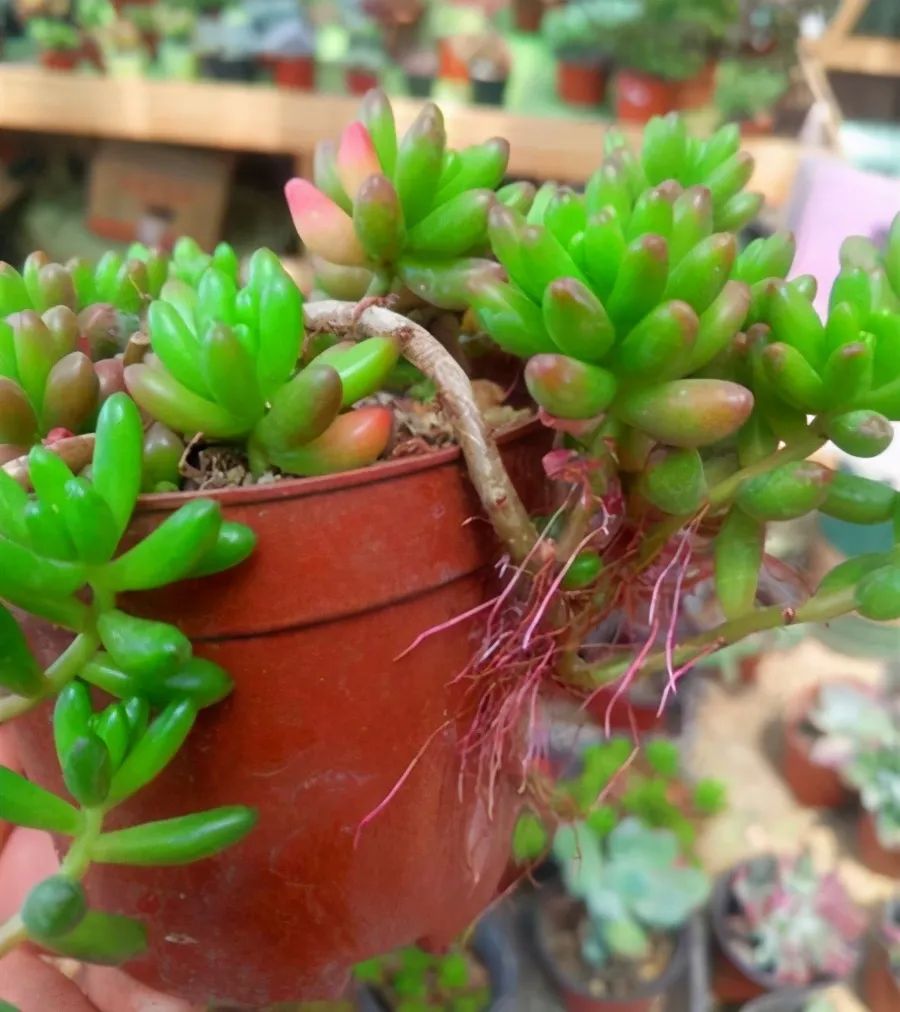 多肉長氣生根是什么原因_多肉植物生根_多肉長出氣生根