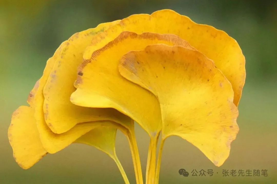 中藥調(diào)理血脂高的偏方_藥材調(diào)血脂中藥有哪些_調(diào)血脂的中藥材