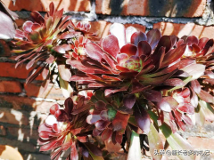 多肉黑法師和紫羊絨都是法師系的基礎(chǔ)品種，但后者的顏值明顯更高