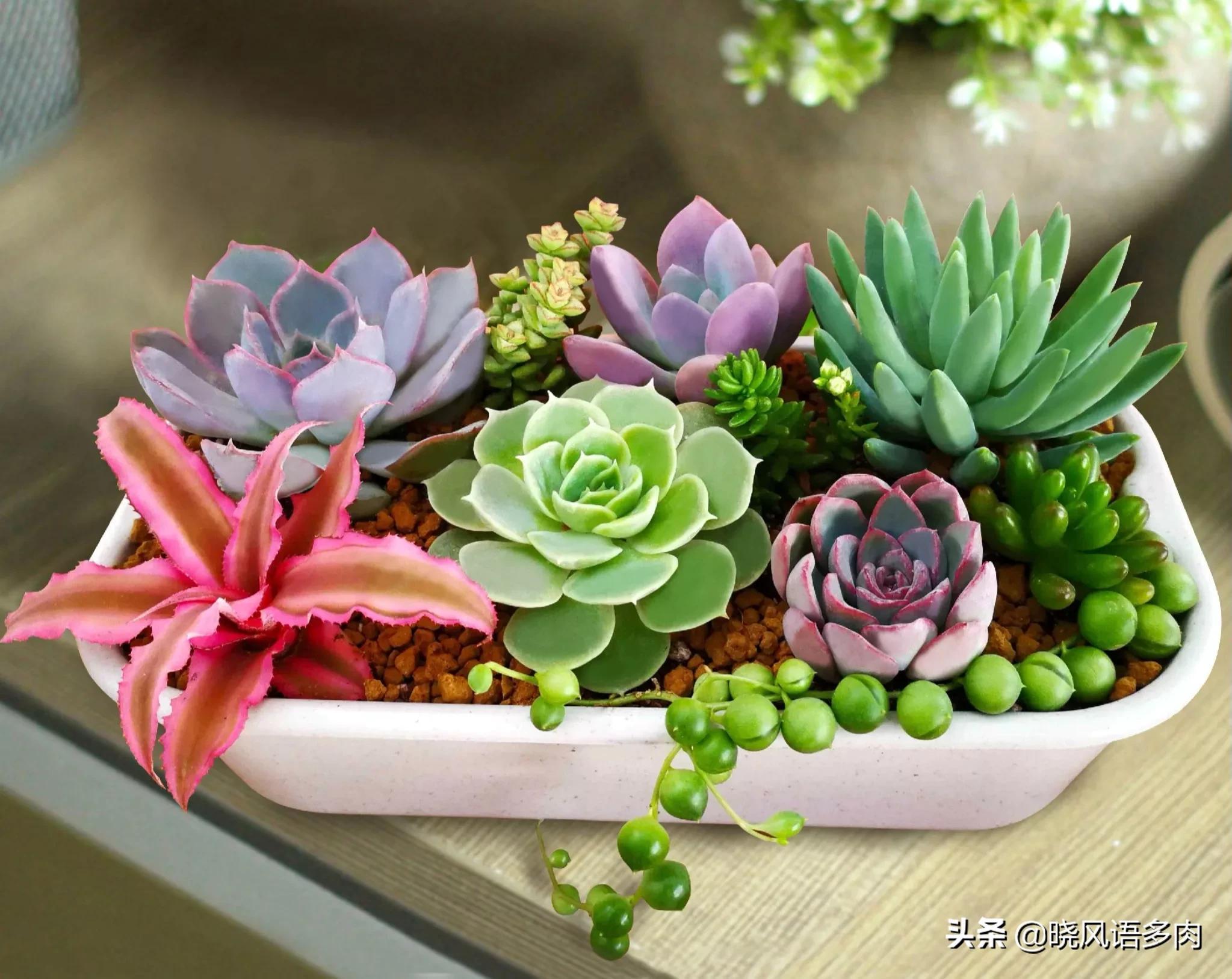 多肉剛種下能曬太陽(yáng)嗎_曬能太陽(yáng)種多肉下水嗎_多肉植物太陽(yáng)曬太多可以嗎