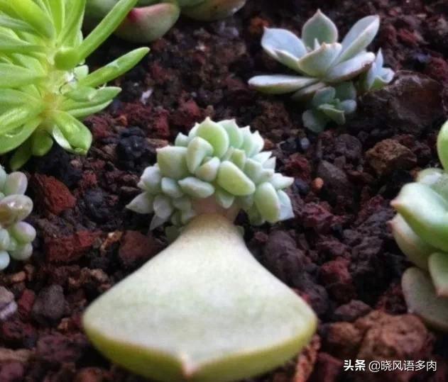 曬能太陽(yáng)種多肉下水嗎_多肉剛種下能曬太陽(yáng)嗎_多肉植物太陽(yáng)曬太多可以嗎