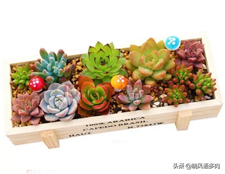 多肉剛種下能曬太陽(yáng)嗎_曬能太陽(yáng)種多肉下水嗎_多肉植物太陽(yáng)曬太多可以嗎