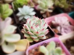 多肉小苗曬太陽(yáng)有講究，掌握一點(diǎn)，不收空盆，逆襲胖富美