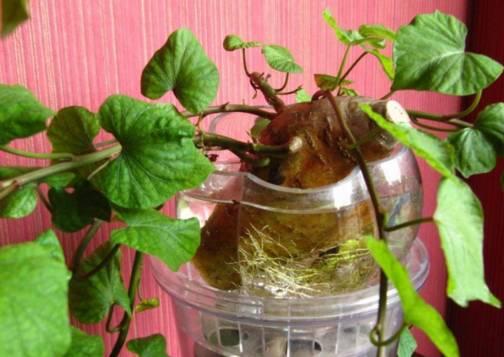 紅薯種植水培方法和技術(shù)_紅薯怎樣水培種植技術(shù)_水培紅薯的種植方法