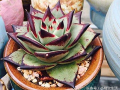 美麗又皮實(shí)的10種東云系多肉，第1霸氣側(cè)漏，最后2種血統(tǒng)不純