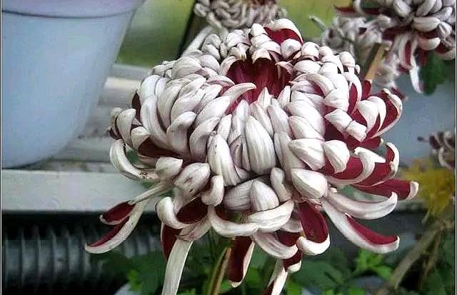 菊花什么時(shí)候種植最好_菊花種植時(shí)候好養(yǎng)嗎_菊花種植時(shí)候好種嗎