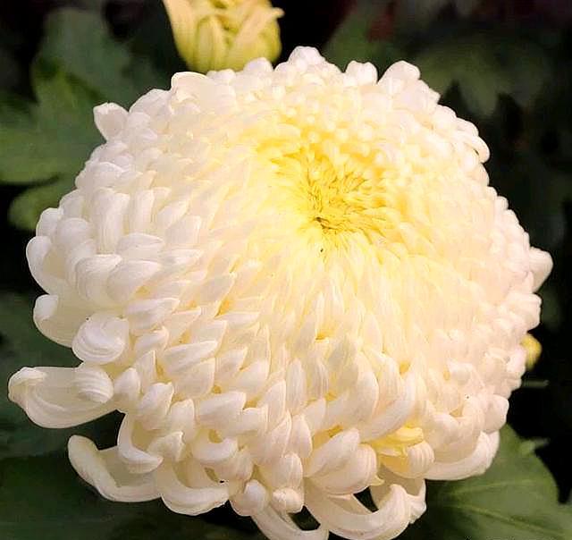 菊花種植時(shí)候好養(yǎng)嗎_菊花什么時(shí)候種植最好_菊花種植時(shí)候好種嗎