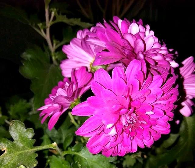 菊花種植時(shí)候好種嗎_菊花種植時(shí)候好養(yǎng)嗎_菊花什么時(shí)候種植最好