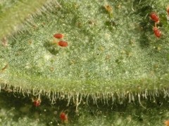 農(nóng)業(yè)生產(chǎn)中蟲螨腈的應(yīng)用