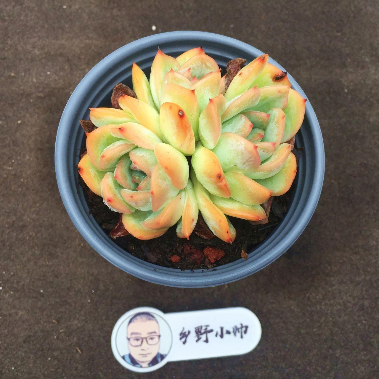 多肉植物麥稈怎么養(yǎng)_多肉麥稈養(yǎng)護(hù)_多肉麥稈的養(yǎng)殖方法和注意事項(xiàng)