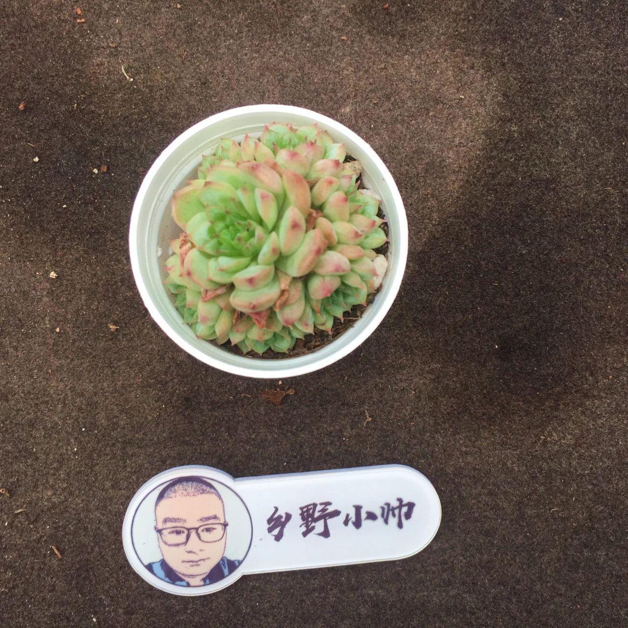 多肉麥稈的養(yǎng)殖方法和注意事項(xiàng)_多肉麥稈養(yǎng)護(hù)_多肉植物麥稈怎么養(yǎng)