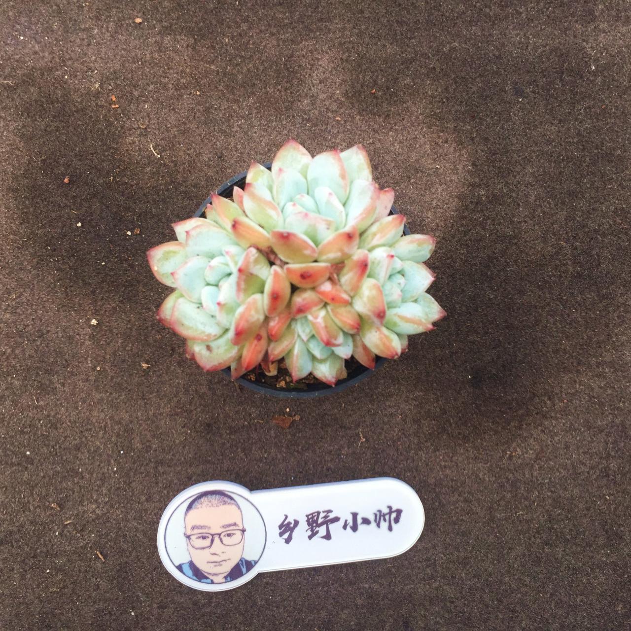 多肉麥稈的養(yǎng)殖方法和注意事項(xiàng)_多肉麥稈養(yǎng)護(hù)_多肉植物麥稈怎么養(yǎng)