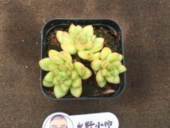 分享精品多肉，群生的小老樁，一起看看吧