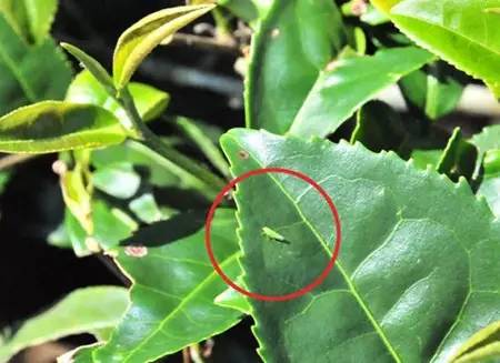 如何檢測茶葉農(nóng)藥殘留_茶葉的農(nóng)藥殘留多嗎_茶葉農(nóng)藥殘留檢測方法